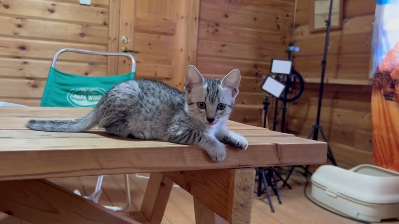 エジプシャンマウ子猫販売