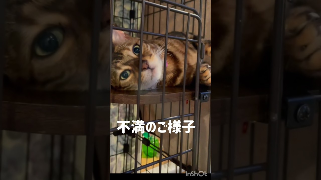 【うちの猫、ご不満なんです】早く外に出たいな #ベンガル 猫。不満が爆発しそうでも可愛い仕草１択 #cat #ねこ #猫のいる生活 #shorts