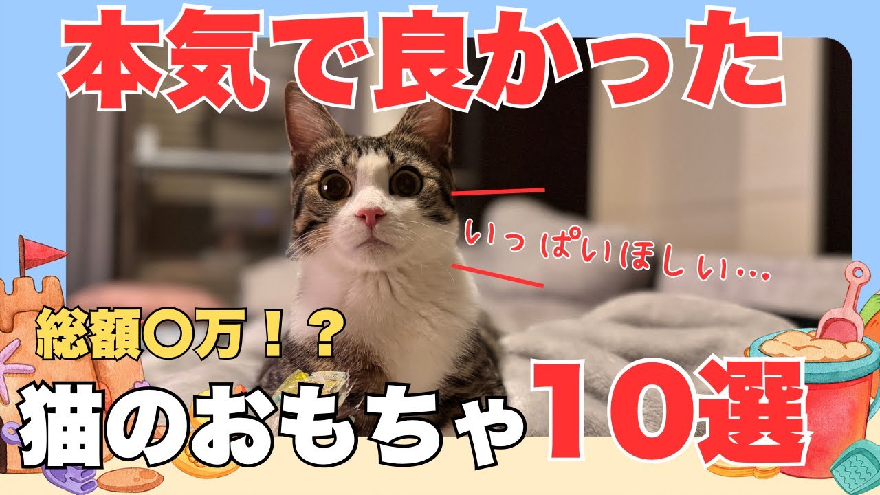 【総額〇万！？】本当に良かった子猫のおもちゃ10選！
