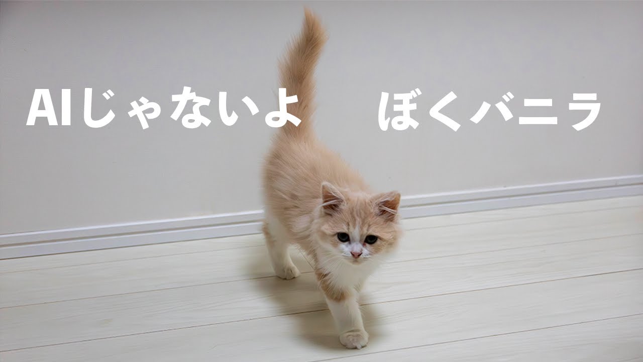 「ぼく、バニラ」【サイベリアン】