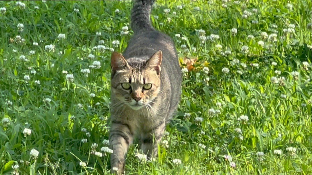 子猫がいなくなってまた元通り・・とその後の二匹