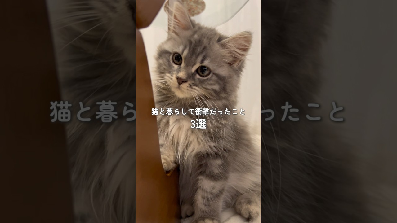 猫と暮らして衝撃だったこと3選 #マンチカン #猫 #猫のいる暮らし #cat