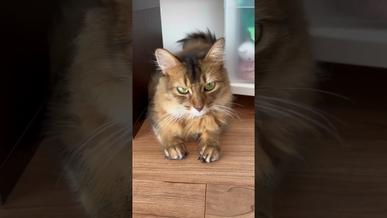 フィット感 #ソマリ #猫 #ねこのいる暮らし