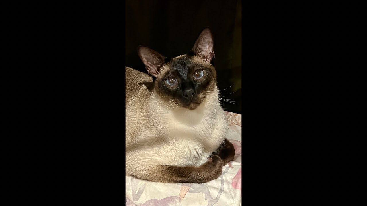 俺はシャムだ。I am a Siamese cat.