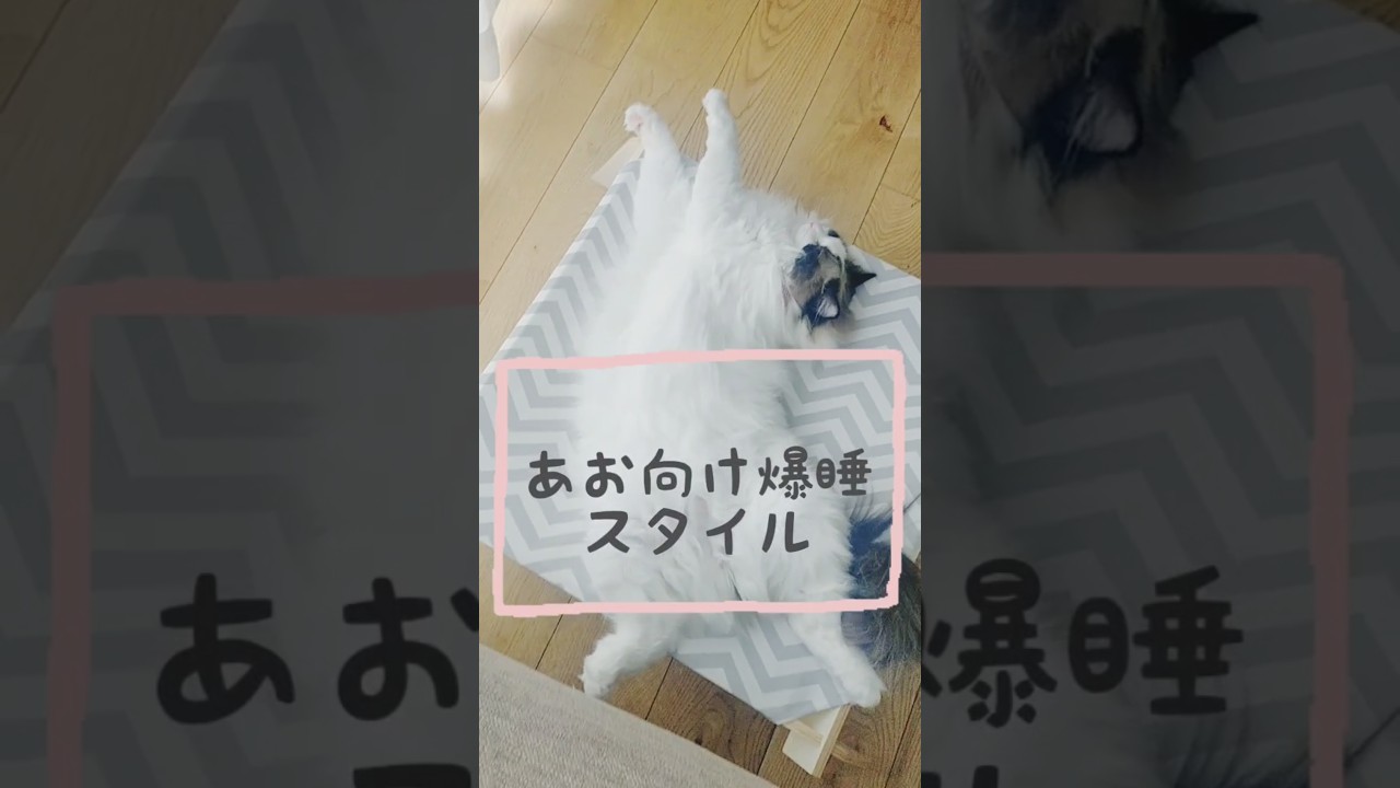ラグドールのお昼寝♡ #ラグドール #猫 #お昼寝 #ねこ #お昼寝猫 #cat #Ragdoll #可愛い #猫のいる暮らし