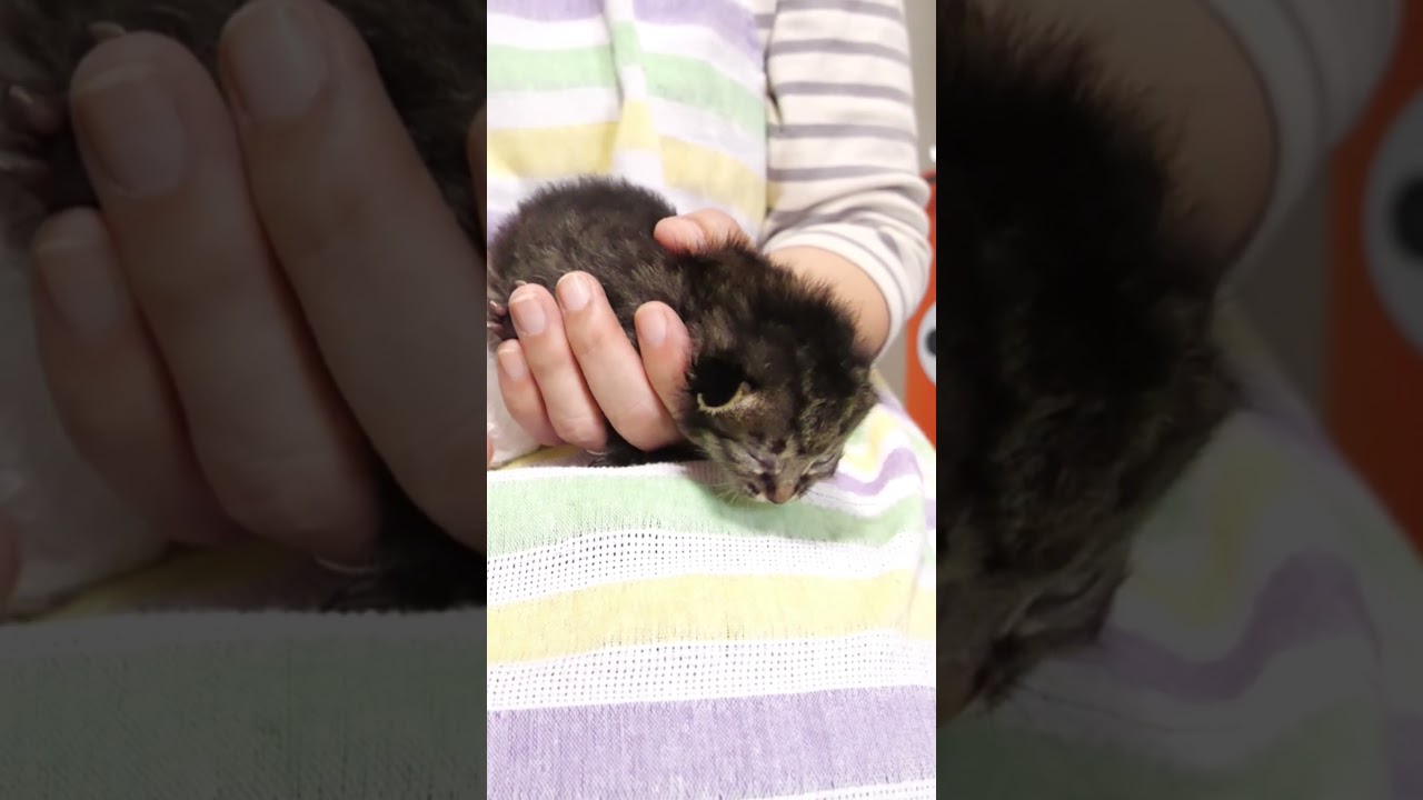 保護初日の子猫さんおトイレでニャーニャー【赤ちゃん猫　保護猫】 #gatto #kitten #meow #cat #asmr