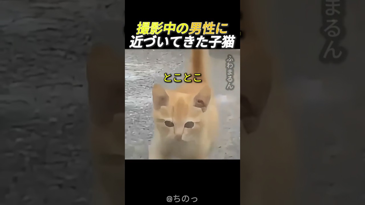 撮影中の男性に近づいてきた子猫