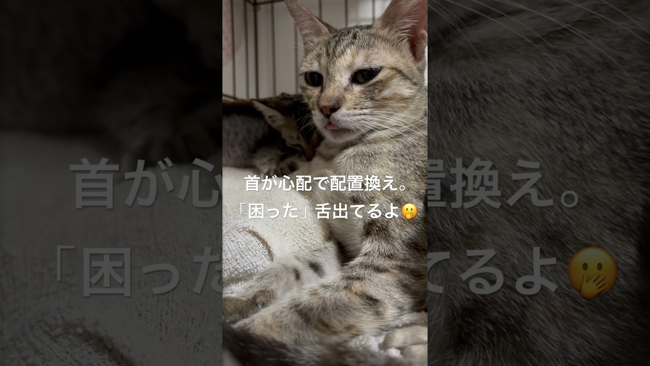 生後46日目のチビ猫、異変が⁉️ #子ネコ