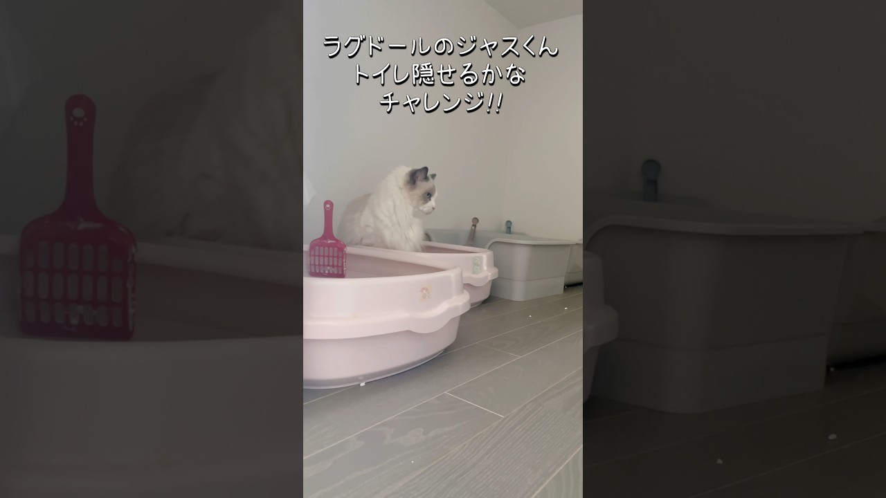 猫のトイレ隠しチャレンジ #shorts #ラグドール #猫 #cat #にゃんにゃんにゃん3兄弟