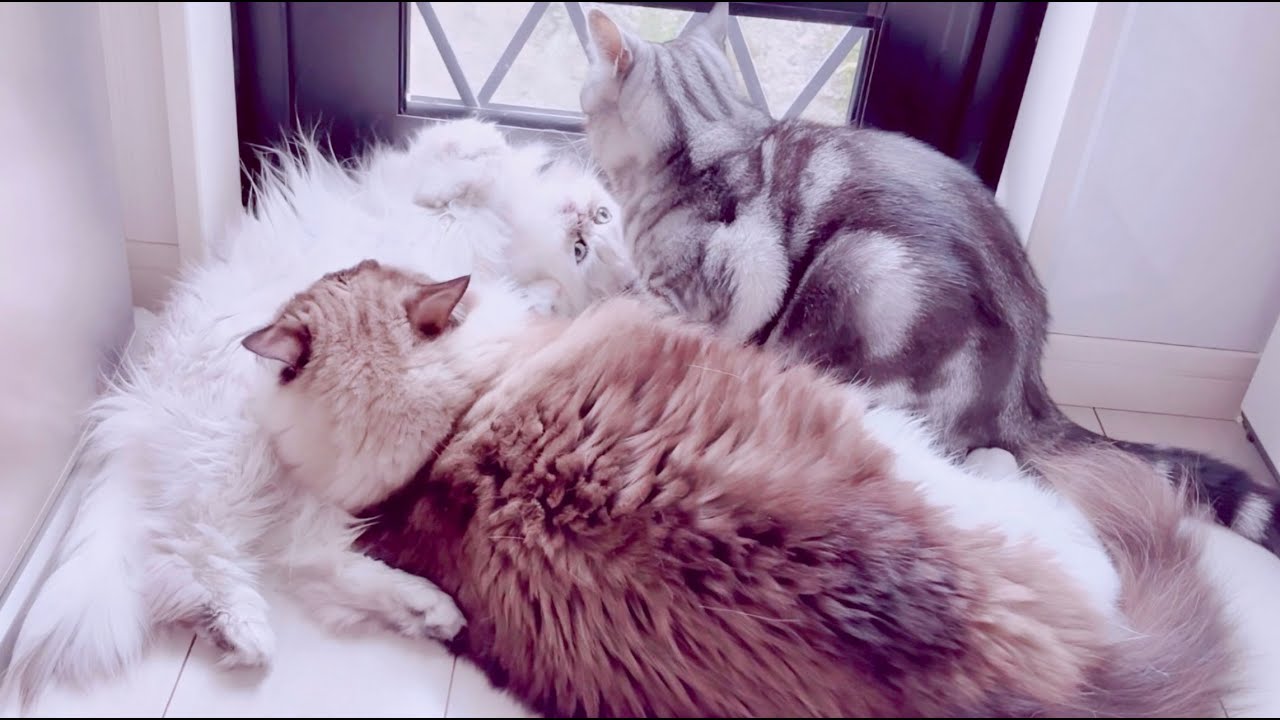 【猫種違い多頭飼い】やっぱりドンは女帝ペルシャ猫よ〜男なんてシャボン玉〜😈
