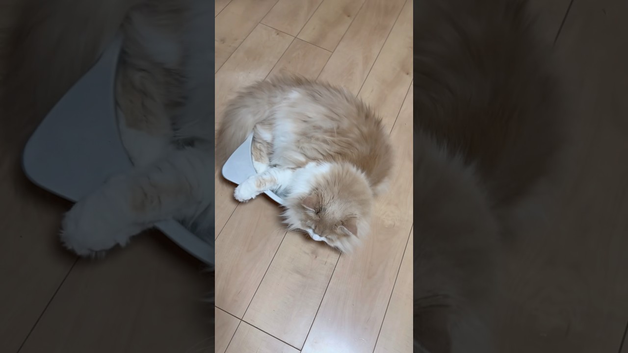 暑すぎて猫鍋から出られない猫たち