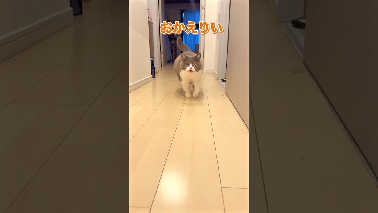 かわいくない瞬間がない猫 #猫 #ブリティッシュショートヘア #猫癒し