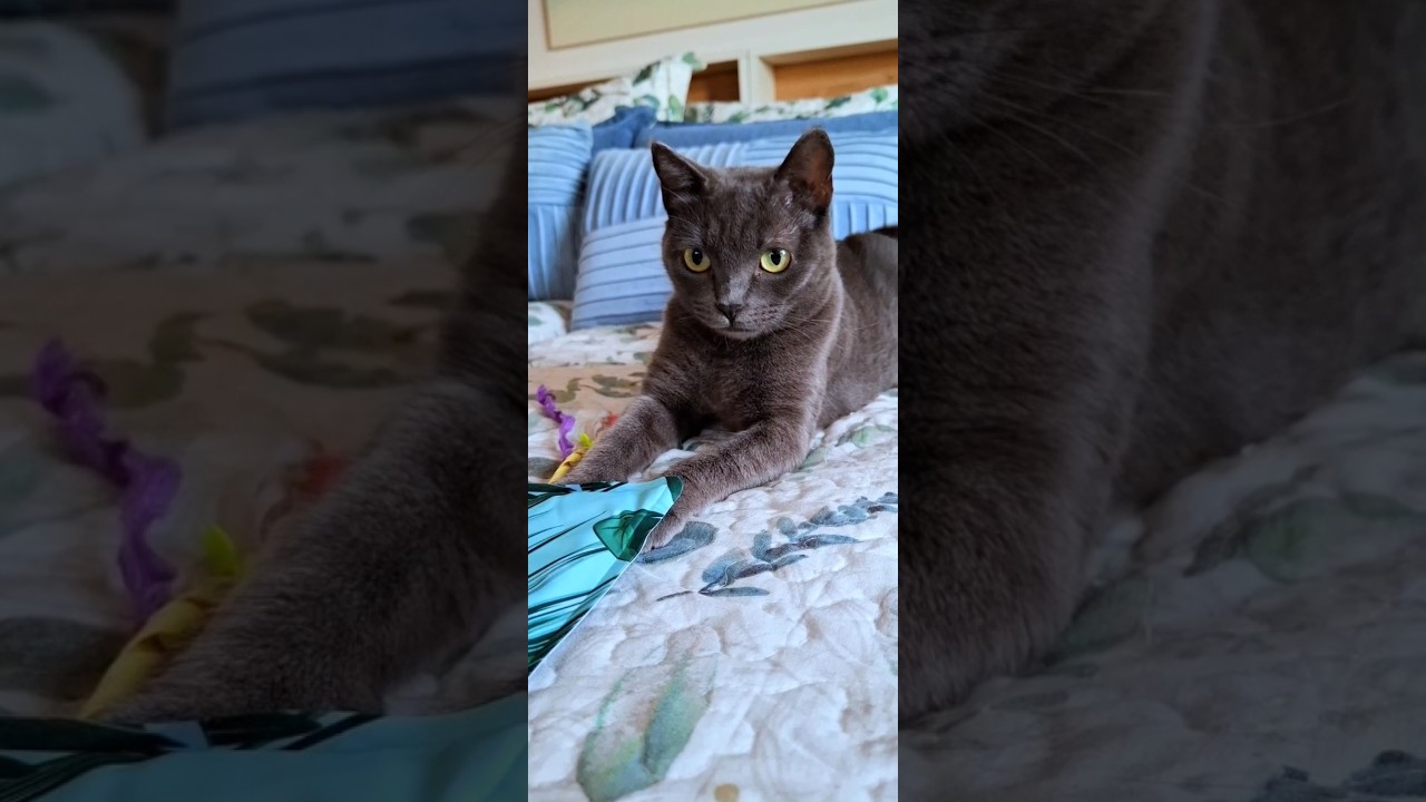 LIFE KORAT KITTEN PRETTY LITTLE BABY #cat #korat #cute #prettylittlebaby
