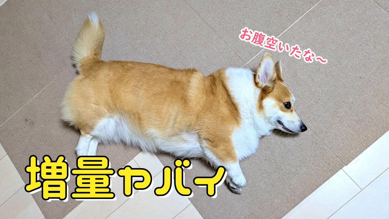 ３キロ太ったのでフライザップします