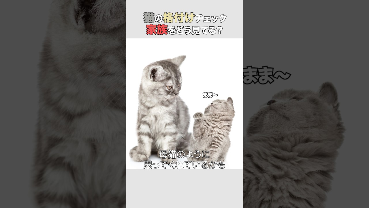〜猫はあなたの〇〇をよく見ています〜 猫の格付けチェック #猫 #猫のいる暮らし #猫のいる生活
