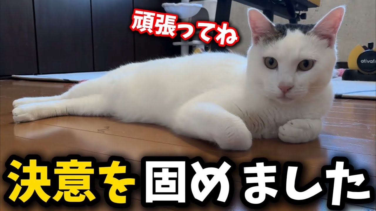 なかなか保護出来ない子猫について勝負に出ようと思います