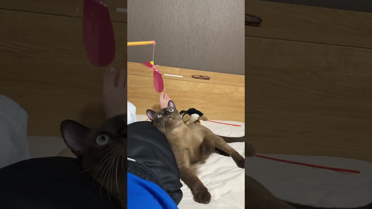 人に寄りかかって遊ぶな #cat #バーミーズ #バナージ #猫 #ユニコーン