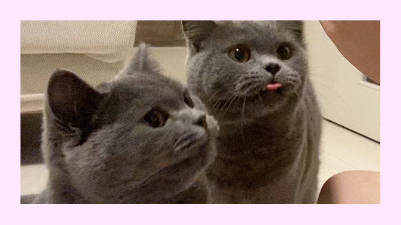 子猫たちに同時にちゅ〜るをあげる方法【ブリティッシュショートヘア】