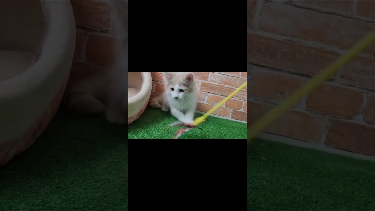 ノルウェージャンフォレストキャット 大きな耳と綺麗な八割れのわんぱく王子✨️