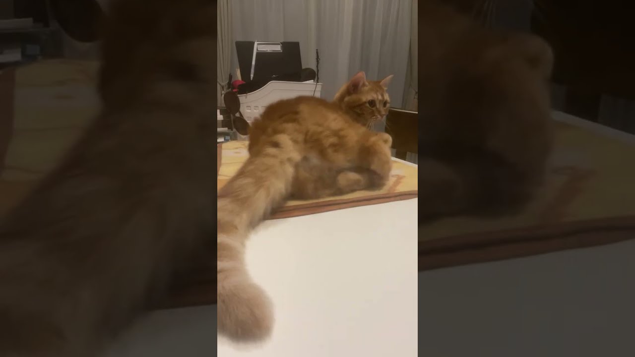 猫のさりり19