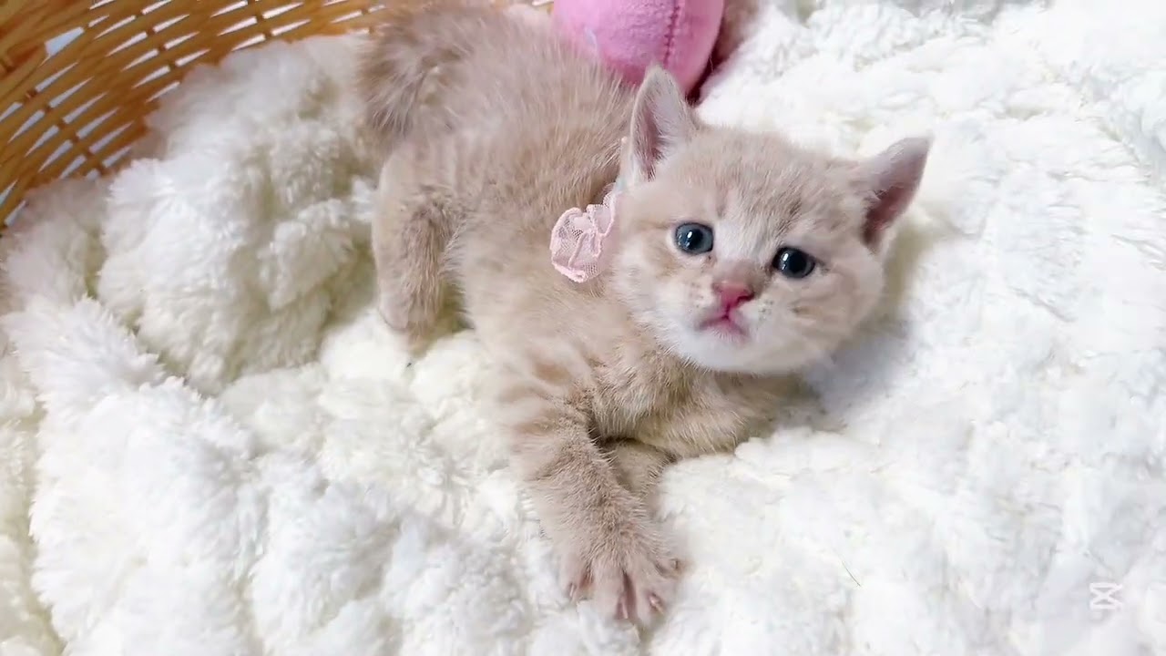 スコティッシュフォールド 💛キャットブリーダーネット.みんぶりへも掲載中💛