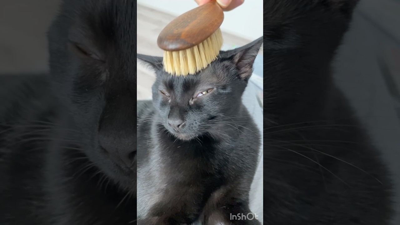 うっとりな子猫　#黒猫 #ボンベイ #cat #bombay #猫 #ネコ #猫のいる暮らし #ねこ #猫好きさんと繋がりたい #ねこのいる生活 #ねこ動画