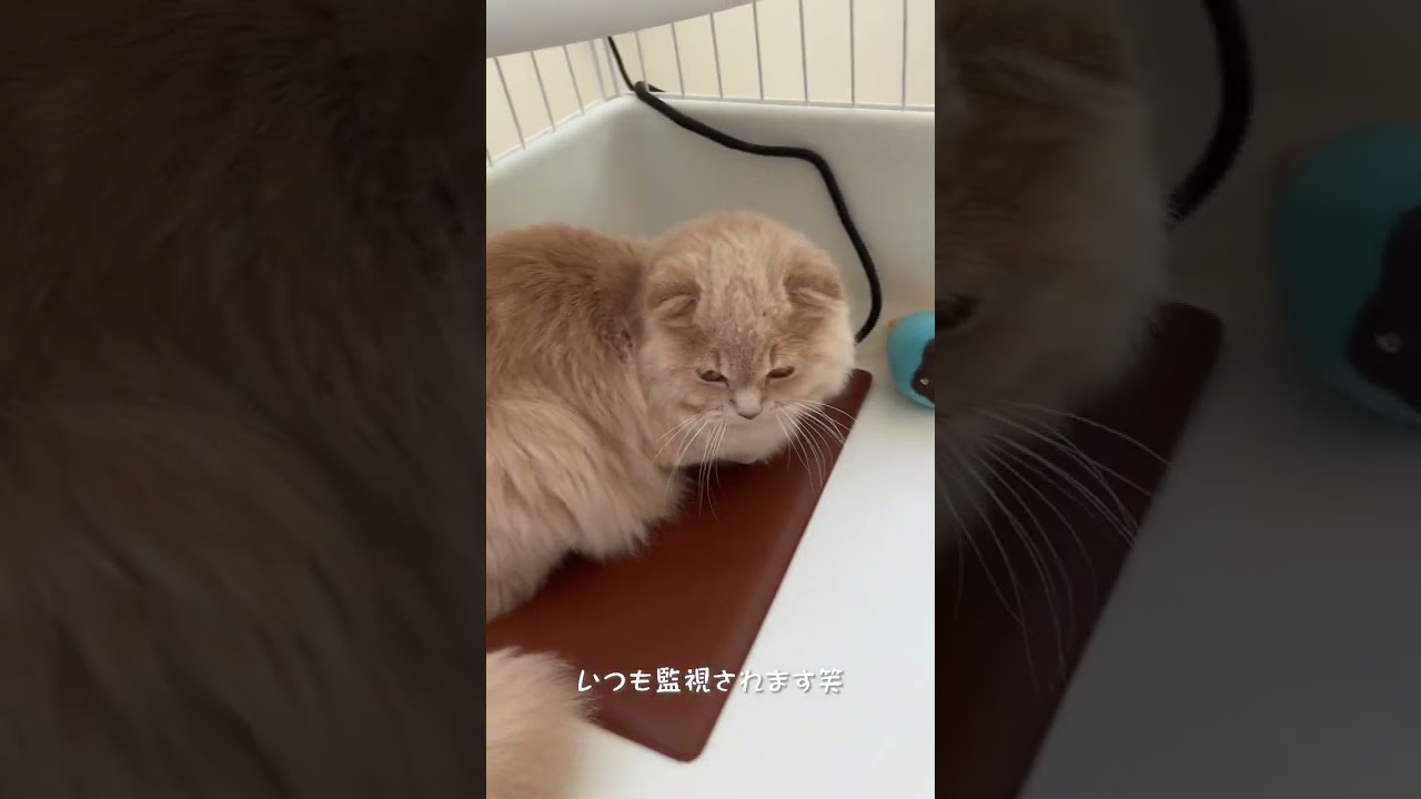 【掃除をチェック】スコティッシュフォールドロングヘアー　#shorts