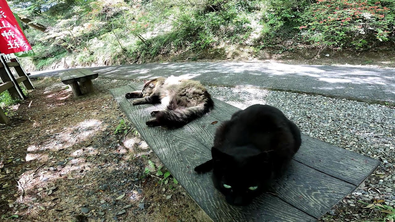 神社の長椅子を占領してたのにいきなり譲ってくれた黒猫