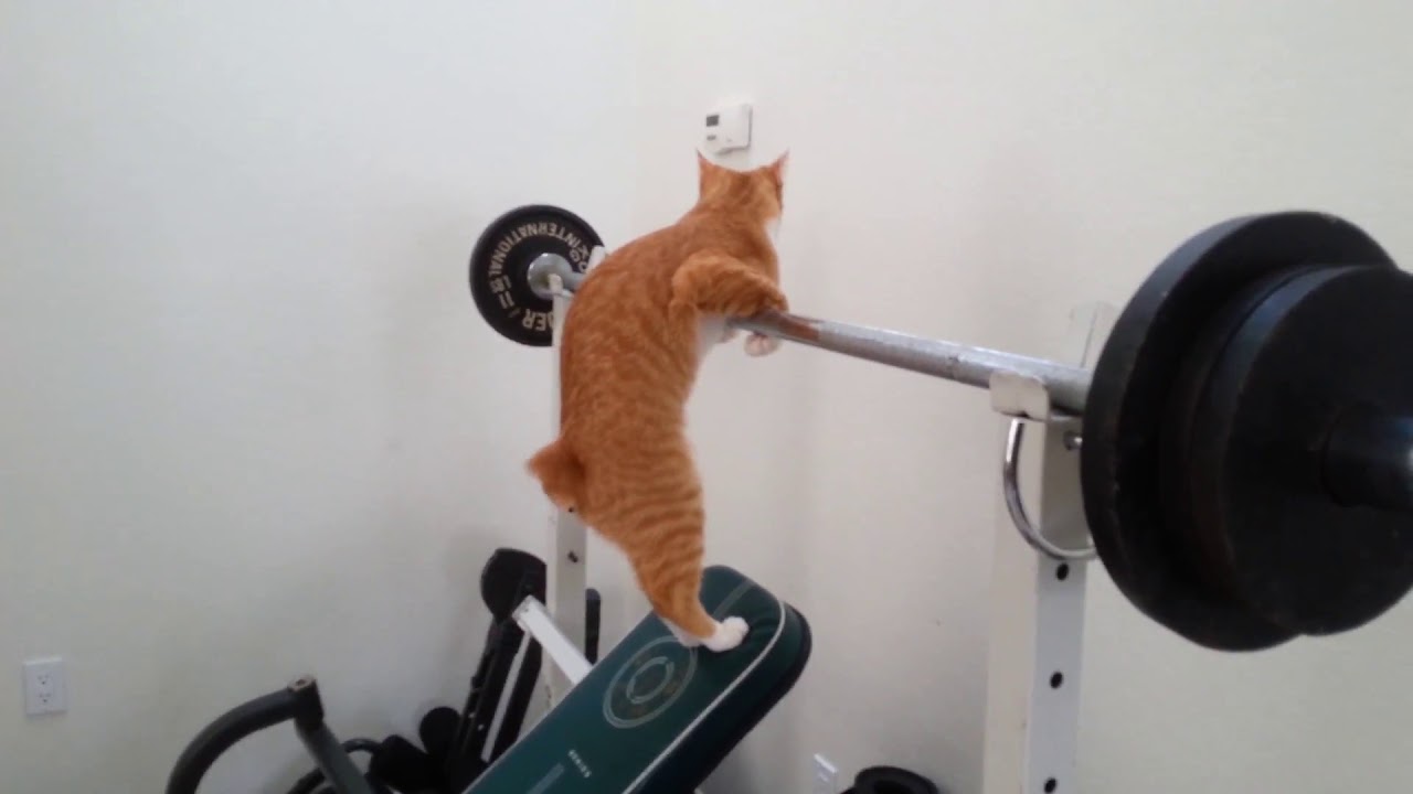 マンクス猫 筋トレ？（Manx cat）Chico 8 month　Workout！