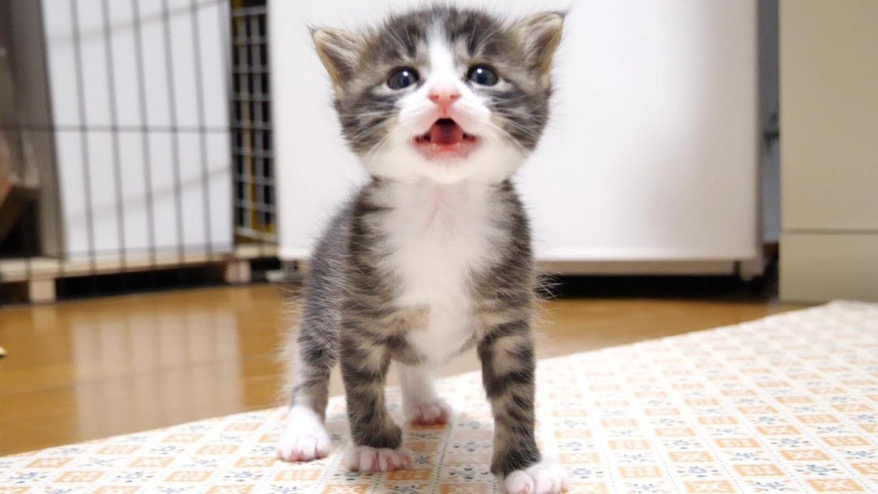 ミルクにするとママが子猫に尋ねると元気な鳴き声でいるよと答える【赤ちゃん猫　保護猫】