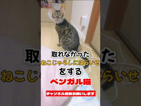【ベンガル猫】ねこじゃらしにはらいせするベンガル猫 #ベンガル猫 #猫
