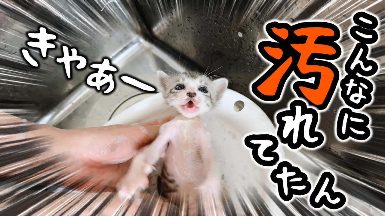 汚れていたので子猫をシャンプーしたらビックリする色の出汁になった【保護猫生活】