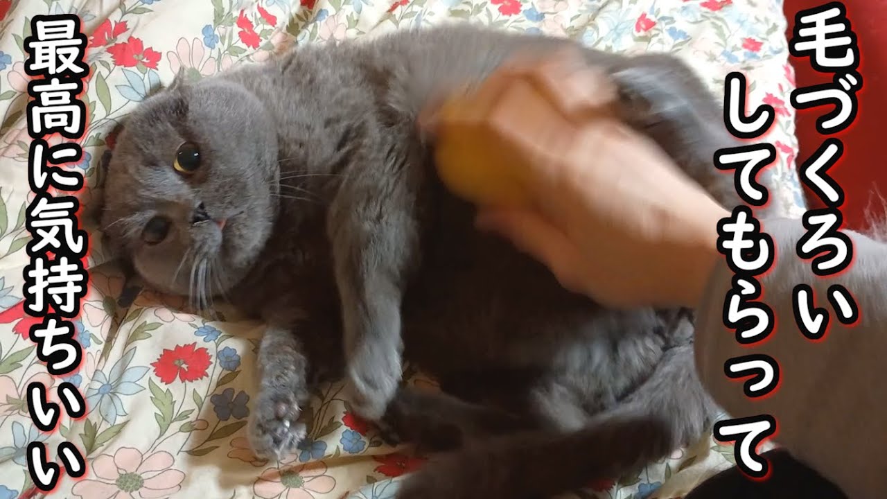 【保護猫】撫でられるのが大好きなブリティッシュショートヘア【ねこのいる暮らし】