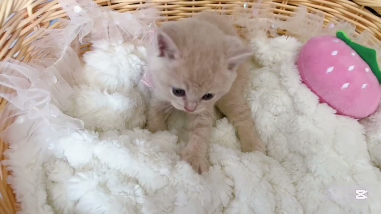 スコティッシュフォールド 🩷キャットブリーダーネット.みんぶりへも掲載中🩷