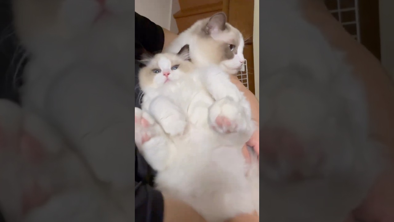 ミヨン、また使い方まちがってるよ🤣🐈 #いっぺいdialy #ラグドール #猫好きさんと繋がりたい #猫のいる生活