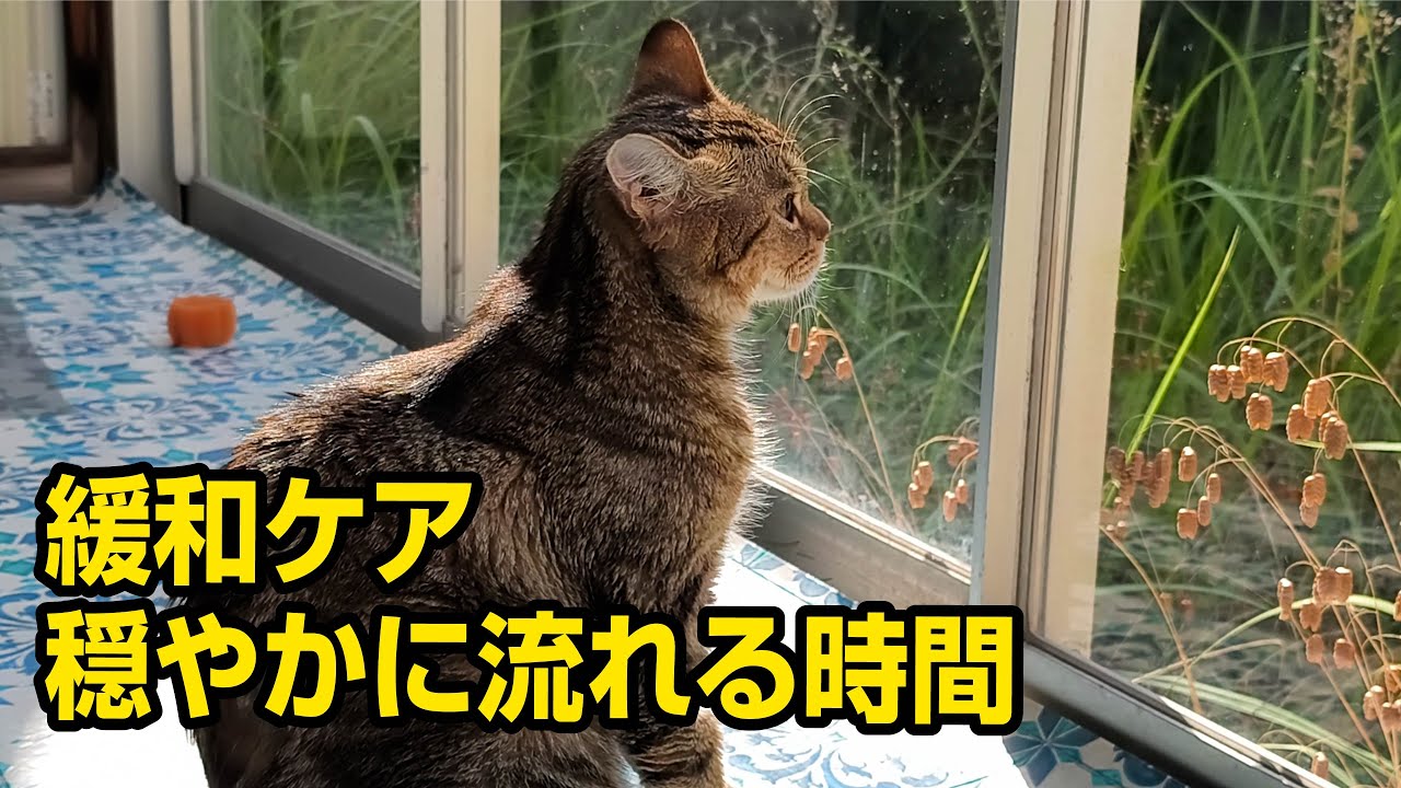 急性腎炎と診断され5日目、緩和ケアを選択した家族の決断