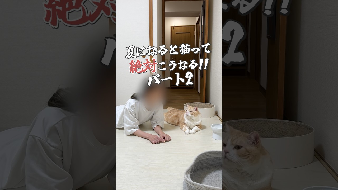 #shorts #cat #ねこ  #かわいい猫  #おもしろい猫  #猫 #スコティッシュフォールド  #猫動画  #猫好きさんと繋がりたい #猫との暮らし