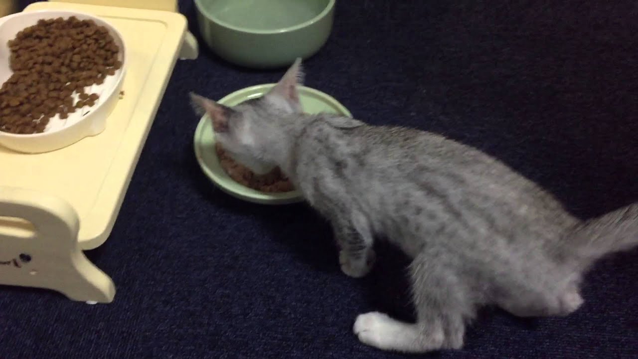 子猫 鳴き声 ご飯のおねだり エジプシャンマウ