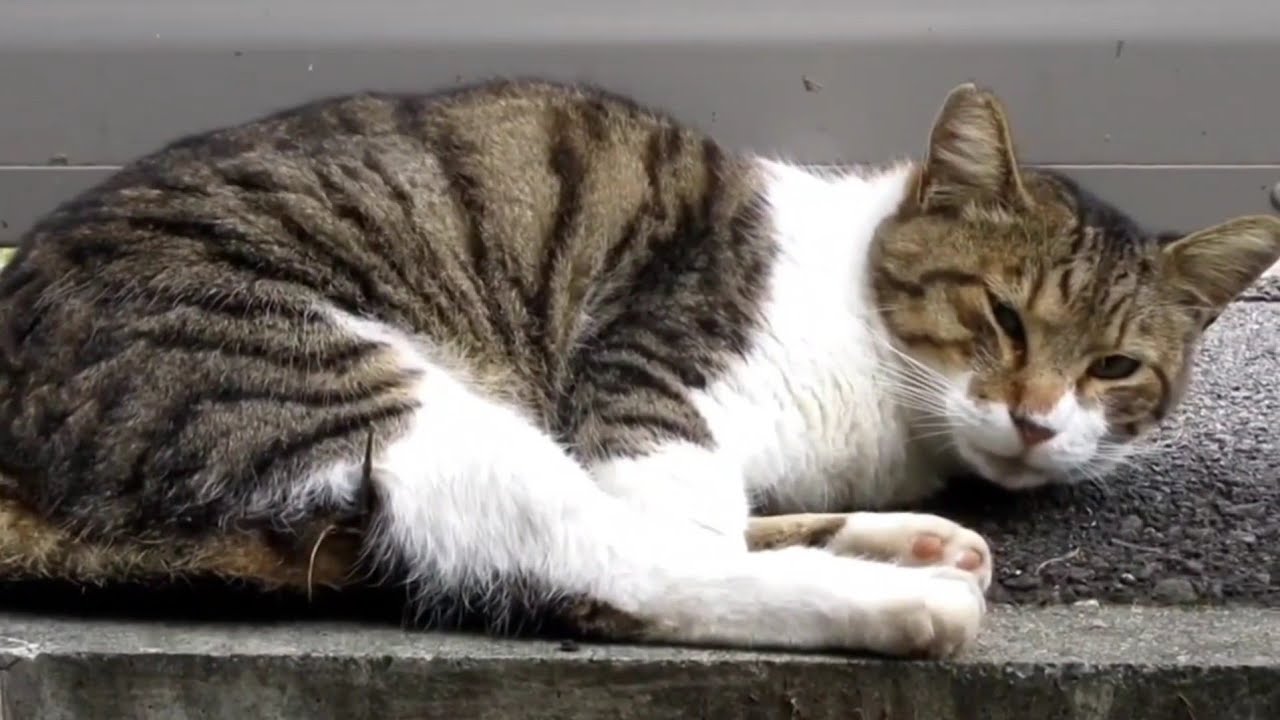 [野良猫]起こされちゃったキジ白猫が可愛すぎる！[straycat]The pheasant white cat that woke me up is so cute!