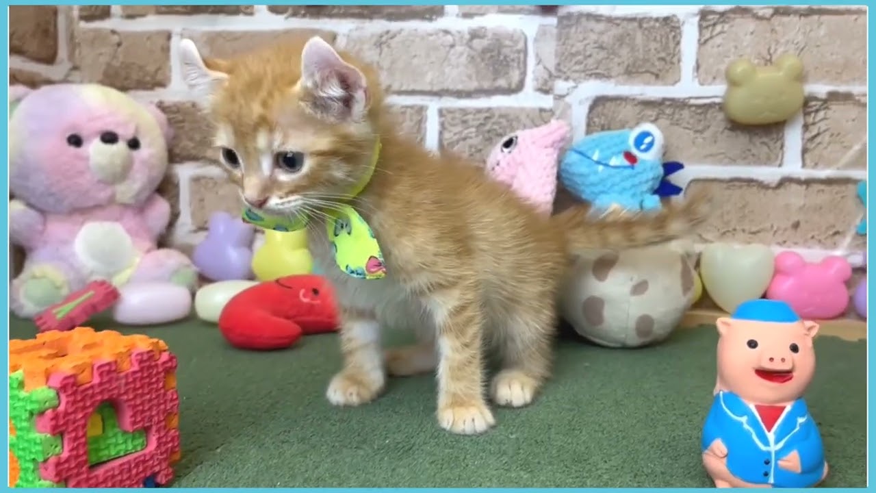725855 アメリカンカール