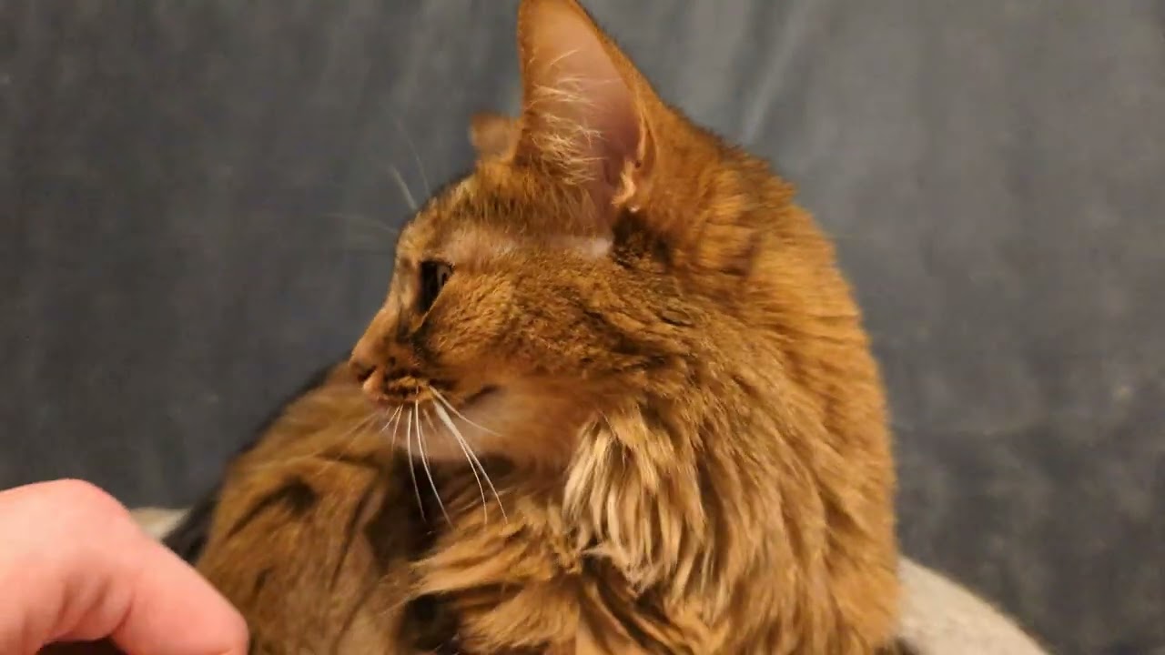 【1284日目】オープン失敗 #ソマリ #cat