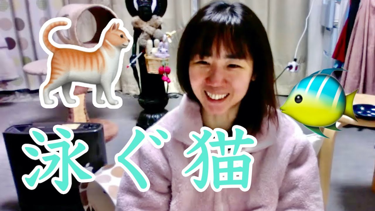 泳ぐ猫「ターキッシュバン」ってどんな猫？【猫の多頭飼い】ねこ姉さんふじ子のおしゃべり報告会♪