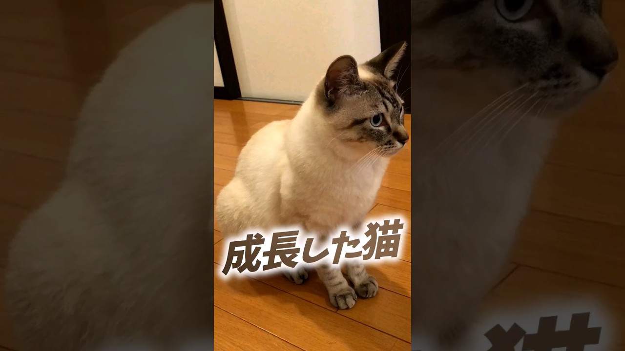 シャム猫の二乃は一年で大きくなりました
