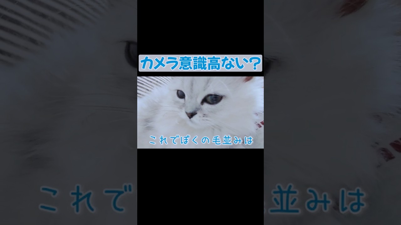 カメラ意識高くない？ #ミヌエット #マンチカン #チンチラペルシャ #子猫 #短足マンチカン #shorts
