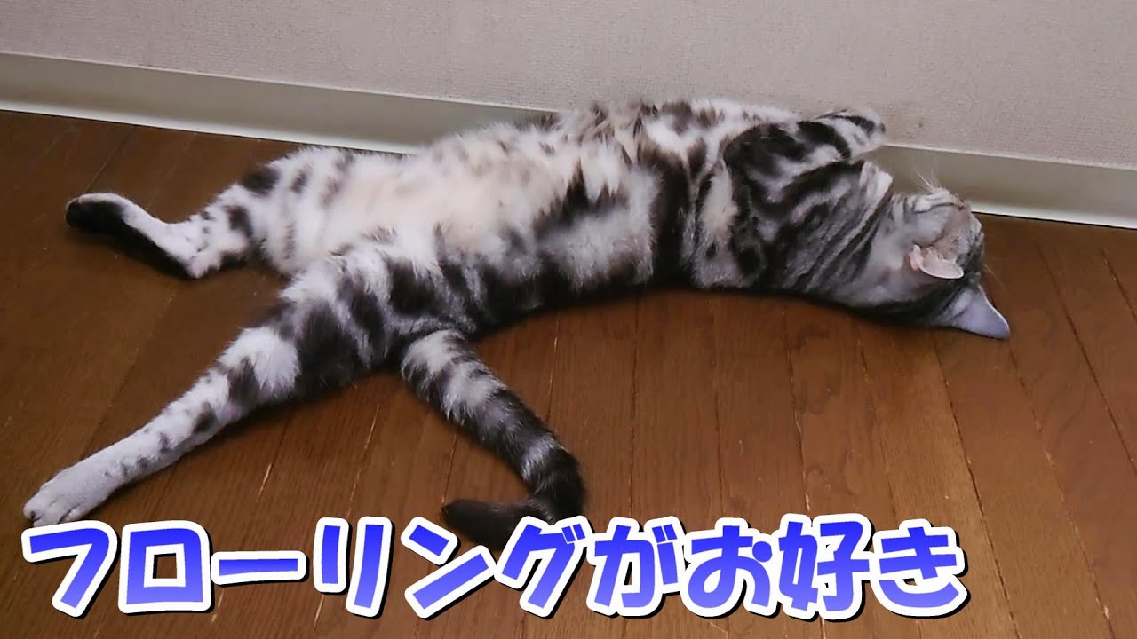 猫はフローリングがお好き（アメリカンショートヘア）
