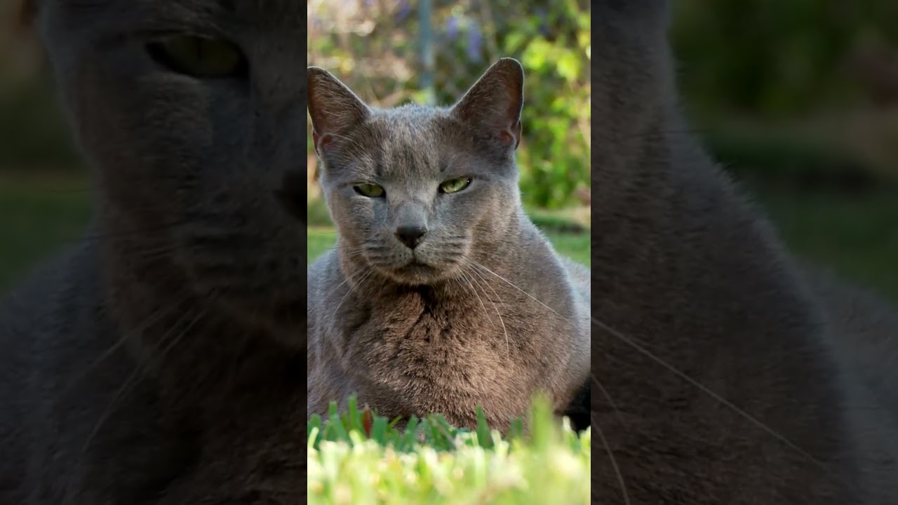 ロシアンブルーの特徴と性格 #shorts