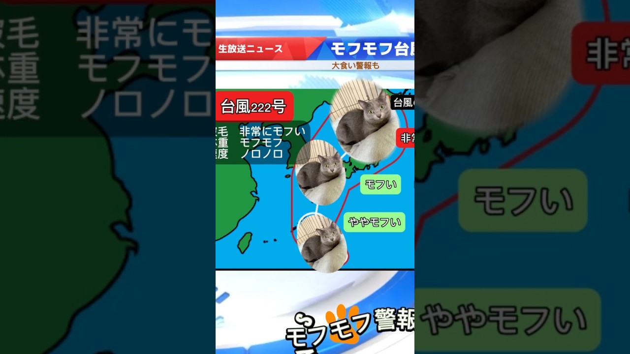 【猫ロシアンブルー】そらちゃん台風が日本列島に上陸⁉️皆さん警戒して下さい‼️ #shorts #russianblue #ロシアンブルー #かわいい猫 #可愛い猫