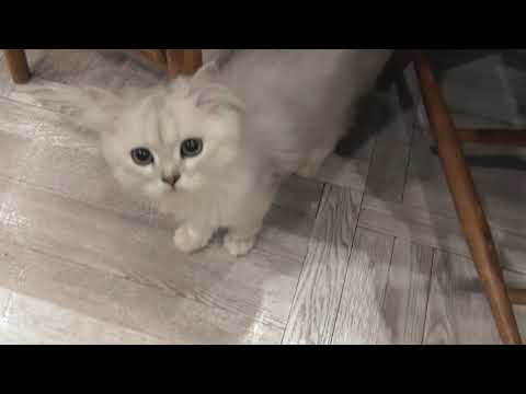 猫カフェMOCHAアルシェ大宮店　椅子の上に飛び上がるペルシャ猫の子猫