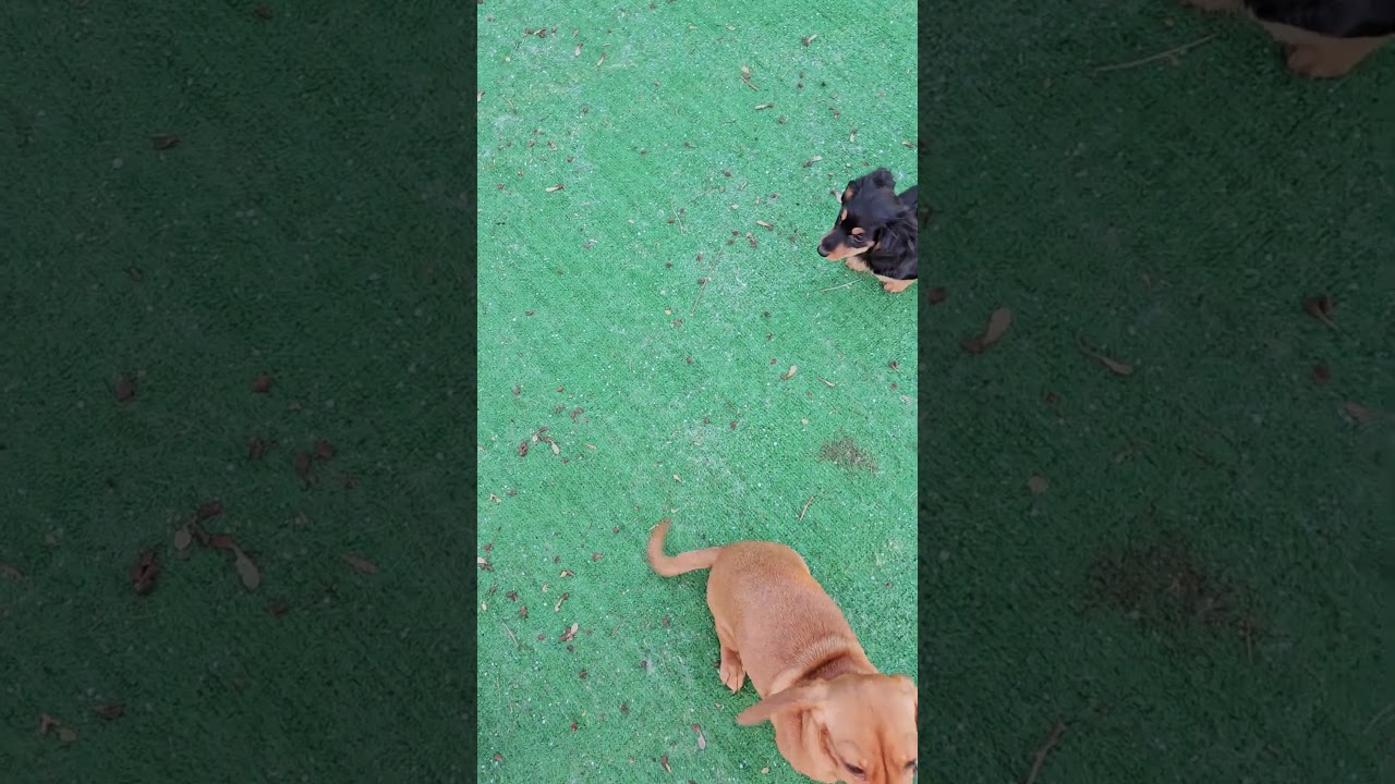 Two longhair Black n tan females available