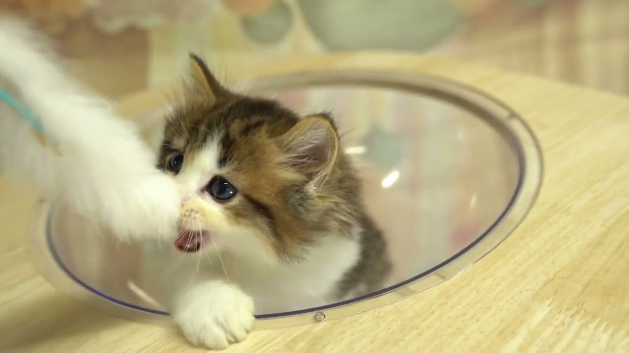 ノルウェージャンフォレストキャット 当日見学申し込みOK！🐱✨